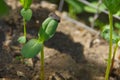 A small green sprout in black soil recently emerged from a sunflower seed Royalty Free Stock Photo