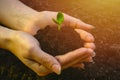 Small green sprout in caring hands against the background of the soil. symbol of new life Royalty Free Stock Photo