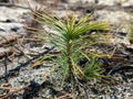 Small green sprout of coniferous tree, closeup. A young stalk of pine in the forest Royalty Free Stock Photo