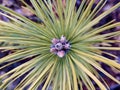 Small green sprout of coniferous tree, closeup. A young stalk of pine in the forest Royalty Free Stock Photo