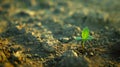 A small green sprout emerges from the dray earth on desert