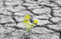 small green sprout flower growing in desert, concept of resilience of life in the harsh desert environment Royalty Free Stock Photo