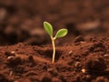 Small green sprout growing out of the brown soil