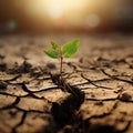 small green sprout makes its way through dry cracked soil lack of water drought