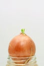 Small green sprout on a onion on a white background. Vertical photo, space for text, copyspace Royalty Free Stock Photo