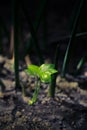 Small green sprout reaching for light. Hope, resilience concept