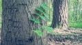 Small green sprout on a thick tree trunk