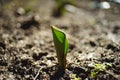 Small green sprout of tulip flower grow in the garden ground in sunny day Royalty Free Stock Photo