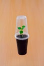 Small green sprout under plastic cup Royalty Free Stock Photo