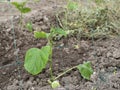 Small green sprouts on the bed in the spring. Seedlings of cucumbers grow in the open ground next to a trellis made of mesh Royalty Free Stock Photo