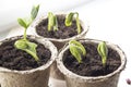 Small green sprouts in peat pots on the window