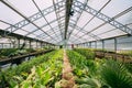 Green Sprouts Of Plants Palms Trees Growing From Soil In Pots In Royalty Free Stock Photo