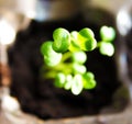 Small green sprouts in a pot