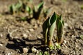 Small green sprouts of tulip flowers grow in the ground in spring sunny day Royalty Free Stock Photo