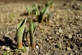 Small green sprouts of tulip flowers grow in the ground of a sunny garden in spring Royalty Free Stock Photo