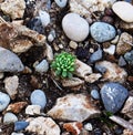Small green succulent growing on stones filled ground Royalty Free Stock Photo