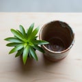 An artificial Echeveria is placed next to an empty ceramic cup on a Royalty Free Stock Photo