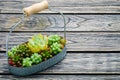 Small green succulent plant in basket on wooden background with copy space Royalty Free Stock Photo