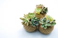 Small green succulent plant in rope ball pot isolated white background