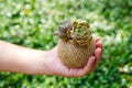 Small green succulent plant in rope ball pot on woman hand background , close up Royalty Free Stock Photo