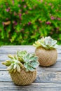 Small green succulent plant in rope ball pot on wooden background Royalty Free Stock Photo