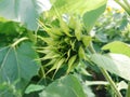 Small green sunflower bud sunny rural field crops Royalty Free Stock Photo