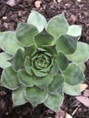 Small green symmetrical succulent close-up