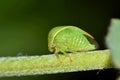 Small green Three-Cornered Alfalfa Treehopper.