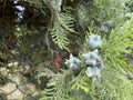 small green thuja fruits look like stars Royalty Free Stock Photo