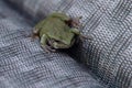 A Small Green Toad Relaxing On A Lawn Chair Royalty Free Stock Photo