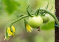 Small green tomato growing on vine Royalty Free Stock Photo