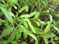 Small green tomato plants Royalty Free Stock Photo