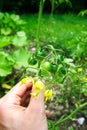 Small green tomatoes