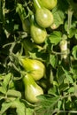 Small green tomatoes on a branch in garden Royalty Free Stock Photo