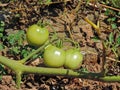 Small green tomatoes Royalty Free Stock Photo