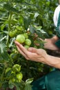 Small green tomatoes Royalty Free Stock Photo