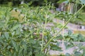 Small green tomatoes growing on a branch and flowering in the community garden Royalty Free Stock Photo
