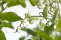 Small green tomatoes ripen in the farm. Tomato trees are fruiting in the garden. Young tomatoes are green. Fresh green tomatoes ha Royalty Free Stock Photo