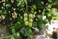 Small green tomatoes ripen in the farm. Royalty Free Stock Photo