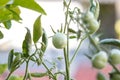 Small green tomatoes ripen in the farm. Tomato trees are fruiting in the garden. Young tomatoes are green. Fresh green tomatoes ha Royalty Free Stock Photo