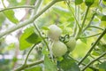 Small green tomatoes ripen in the farm. Tomato trees are fruiting in the garden. Young tomatoes are green. Fresh green tomatoes ha Royalty Free Stock Photo