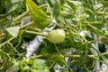 Small green tomatoes ripen in the farm. Tomato trees are fruiting in the garden. Young tomatoes are green. Fresh green tomatoes ha Royalty Free Stock Photo