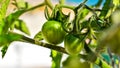 Small Green Tomatoes Royalty Free Stock Photo