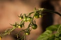 Small Green Tomatoes on Vine Royalty Free Stock Photo