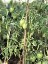 Small green tomatoes