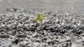 Small green tree broke the gray asphalt and grew out of it. close up photo of a small strong sprout breaking through a stone Royalty Free Stock Photo