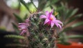 Small green tree with cute purple flowers cactus. Royalty Free Stock Photo