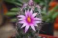 Small green tree with cute purple flowers cactus. Royalty Free Stock Photo