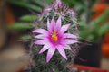 Small green tree with cute purple flowers cactus.