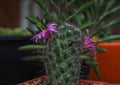 Small green tree with cute purple flowers cactus. Royalty Free Stock Photo